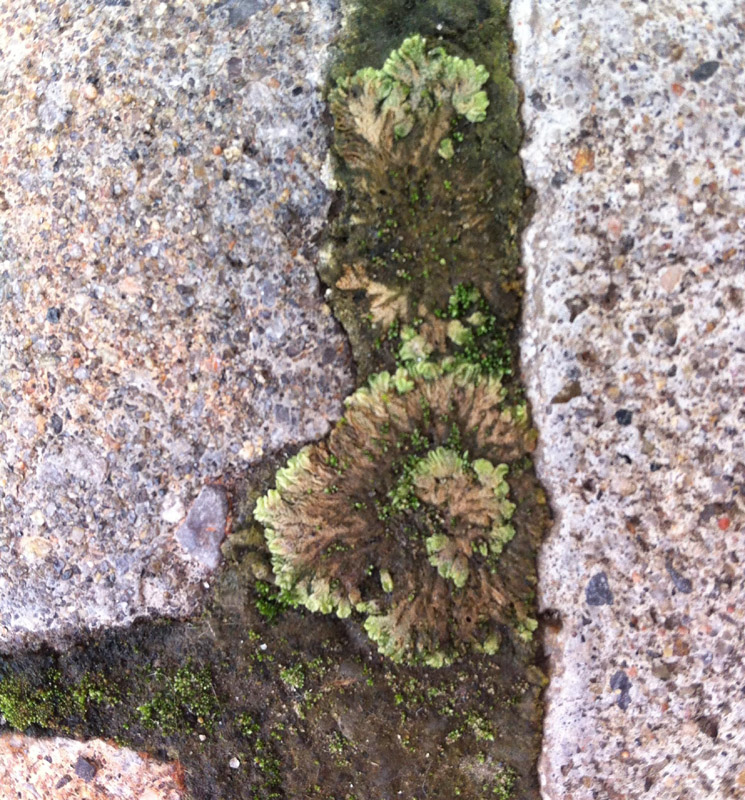 Riccia cavernosa